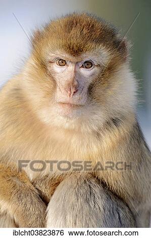 "Barbary macaque (Macaca sylvanus) in winter, native to Morocco, Algeria, and Gibraltar, captive, Germany, Europe" View Large Photo Image Stock Photograph - "Barbary macaque (Macaca sylvanus) in winter, native to Morocco, Algeria, and Gibraltar, captive, Germany, Europe". Fotosearch