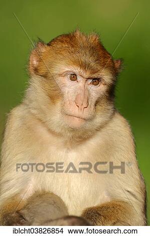 "Barbary Macaque (Macaca sylvanus), young, native to Morocco, Algeria and Gibraltar, captive, Germany, Europe" View Large Photo Image Picture - "Barbary Macaque (Macaca sylvanus), young, native to Morocco, Algeria and Gibraltar, captive, Germany, Europe". Fotosearch