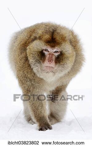 "Barbary macaque (Macaca sylvanus), male in the snow, native to Morocco, Algeria, and Gibraltar, captive, Germany, Europe" View Large Photo Image Stock Image - "Barbary macaque (Macaca sylvanus), male in the snow, native to Morocco, Algeria, and Gibraltar, captive, Germany, Europe". Fotosearch