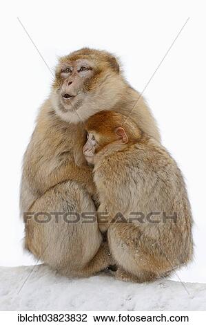 "Barbary macaque (Macaca sylvanus), female with young in snow, native to Morocco, Algeria, and Gibraltar, captive, Germany, Europe" View Large Photo Image Stock Image - "Barbary macaque (Macaca sylvanus), female with young in snow, native to Morocco, Algeria, and Gibraltar, captive, Germany, Europe". Fotosearch