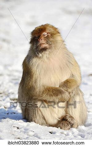 "Barbary macaque (Macaca sylvanus), female in winter, native to Morocco, Algeria, and Gibraltar, captive, Germany, Europe" View Large Photo Image Stock Image - "Barbary macaque (Macaca sylvanus), female in winter, native to Morocco, Algeria, and Gibraltar, captive, Germany, Europe". Fotosearch