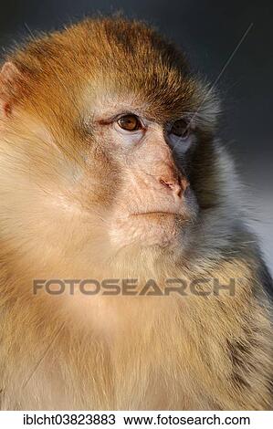 "Barbary macaque (Macaca sylvanus), portrait, native to Morocco, Algeria, and Gibraltar, captive, Germany, Europe" View Large Photo Image Stock Image - "Barbary macaque (Macaca sylvanus), portrait, native to Morocco, Algeria, and Gibraltar, captive, Germany, Europe". Fotosearch