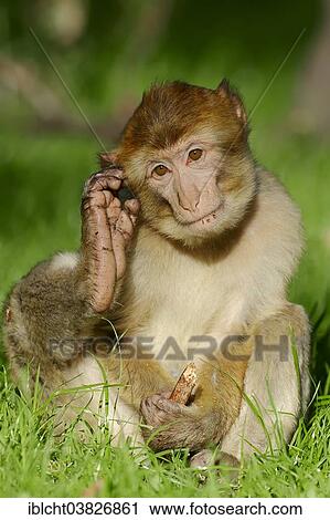 "Barbary Macaque (Macaca sylvanus), young, native to Morocco, Algeria and Gibraltar, captive, Germany, Europe" View Large Photo Image Stock Image - "Barbary Macaque (Macaca sylvanus), young, native to Morocco, Algeria and Gibraltar, captive, Germany, Europe". Fotosearch