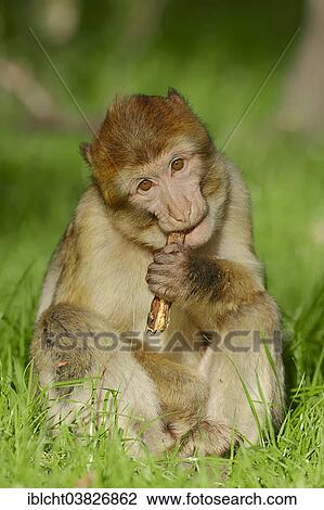 "Barbary Macaque (Macaca sylvanus), young, native to Morocco, Algeria and Gibraltar, captive, Germany, Europe" View Large Photo Image Stock Image - "Barbary Macaque (Macaca sylvanus), young, native to Morocco, Algeria and Gibraltar, captive, Germany, Europe". Fotosearch
