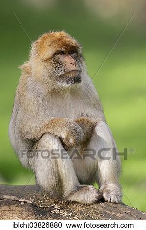 "Barbary Macaque (Macaca sylvanus), female, native to Morocco, Algeria and Gibraltar, captive, Germany, Europe" View Large Photo Image Stock Image - "Barbary Macaque (Macaca sylvanus), female, native to Morocco, Algeria and Gibraltar, captive, Germany, Europe". Fotosearch