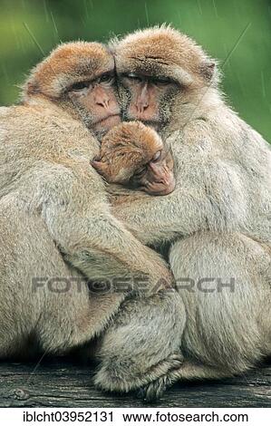"Barbary macaque (Macaca sylvanus), adults with young animal in the rain, native to Morocco, Algeria and Gibraltar, captive, Germany, Europe" View Large Photo Image Stock Image - "Barbary macaque (Macaca sylvanus), adults with young animal in the rain, native to Morocco, Algeria and Gibraltar, captive, Germany, Europe". Fotosearch