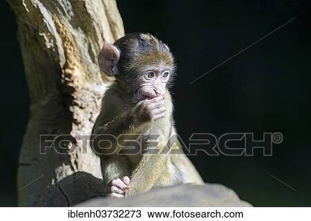 Stock Image - "Barbary Macaque (Macaca sylvanus), infant, in NaturZoo Rheine animal park, Munsterland, Nordrhein-Westfalen, Germany, Europe". Fotosearch