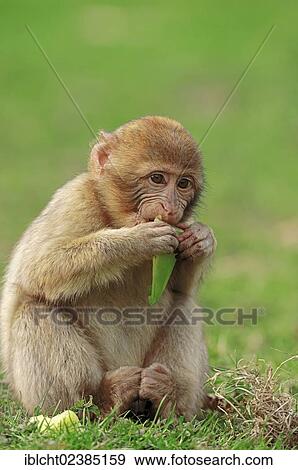 "Barbary Macaque (Macaca sylvanus, Macaca sylvana), juvenile, native to Morocco, Algeria and Gibraltar, in captivity, North Rhine-Westphalia, Germany, Europe" View Large Photo Image Stock Photo - "Barbary Macaque (Macaca sylvanus, Macaca sylvana), juvenile, native to Morocco, Algeria and Gibraltar, in captivity, North Rhine-Westphalia, Germany, Europe". Fotosearch