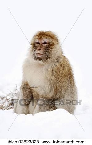 "Barbary macaque (Macaca sylvanus), female in the snow, native to Morocco, Algeria, and Gibraltar, captive, Germany, Europe" View Large Photo Image Stock Photo - "Barbary macaque (Macaca sylvanus), female in the snow, native to Morocco, Algeria, and Gibraltar, captive, Germany, Europe". Fotosearch