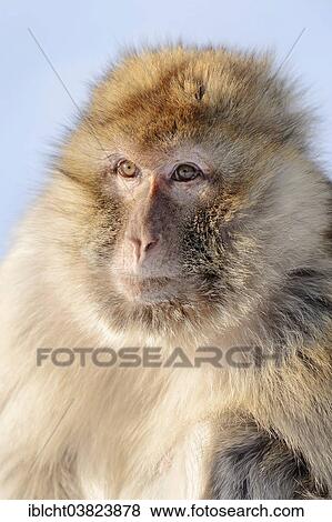 "Barbary macaque (Macaca sylvanus), female in winter, native to Morocco, Algeria, and Gibraltar, captive, Germany, Europe" View Large Photo Image Stock Photo - "Barbary macaque (Macaca sylvanus), female in winter, native to Morocco, Algeria, and Gibraltar, captive, Germany, Europe". Fotosearch