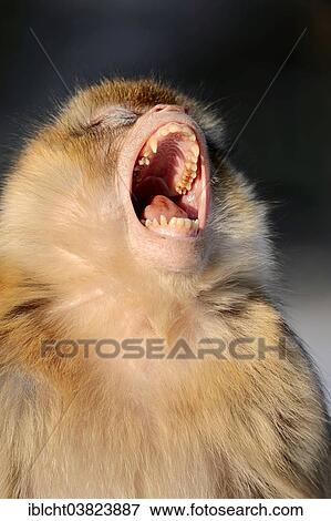 "Barbary macaque (Macaca sylvanus), yawning, native to Morocco, Algeria, and Gibraltar, captive, Germany, Europe" View Large Photo Image Stock Photo - "Barbary macaque (Macaca sylvanus), yawning, native to Morocco, Algeria, and Gibraltar, captive, Germany, Europe". Fotosearch