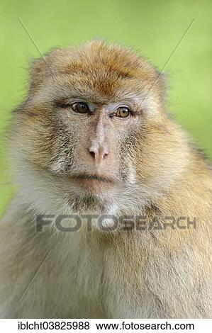Stock Photo - "Barbary Macaque (Macaca sylvanus), portrait, native to Morocco, Algeria and Gibraltar, captive, Germany, Europe". Fotosearch