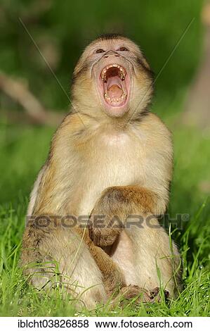 "Barbary Macaque (Macaca sylvanus), young, yawning, native to Morocco, Algeria and Gibraltar, captive, Germany, Europe" View Large Photo Image Stock Photo - "Barbary Macaque (Macaca sylvanus), young, yawning, native to Morocco, Algeria and Gibraltar, captive, Germany, Europe". Fotosearch