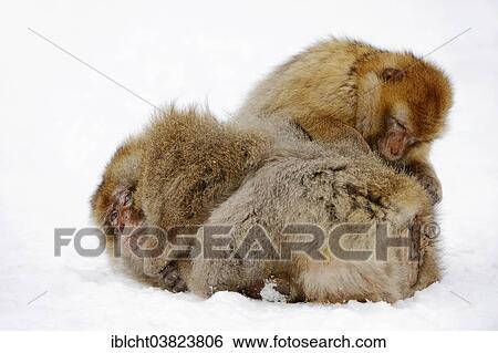 "Barbary macaque (Macaca sylvanus), male and female in the snow, native to Morocco, Algeria, and Gibraltar, captive, Germany, Europe" View Large Photo Image Stock Photograph - "Barbary macaque (Macaca sylvanus), male and female in the snow, native to Morocco, Algeria, and Gibraltar, captive, Germany, Europe". Fotosearch