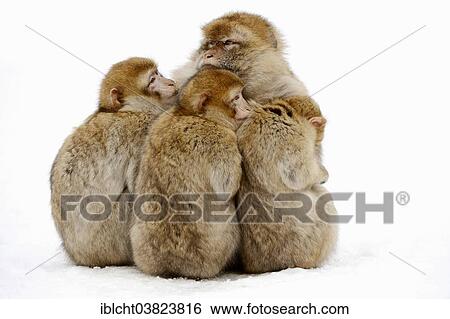 "Barbary macaque (Macaca sylvanus), female with young in the snow, native to Morocco, Algeria, and Gibraltar, captive, Germany, Europe" View Large Photo Image Stock Photograph - "Barbary macaque (Macaca sylvanus), female with young in the snow, native to Morocco, Algeria, and Gibraltar, captive, Germany, Europe". Fotosearch