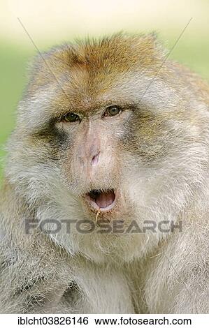 "Barbary Macaque (Macaca sylvanus), portrait, native to Morocco, Algeria and Gibraltar, captive, Germany, Europe" View Large Photo Image Stock Photograph - "Barbary Macaque (Macaca sylvanus), portrait, native to Morocco, Algeria and Gibraltar, captive, Germany, Europe". Fotosearch