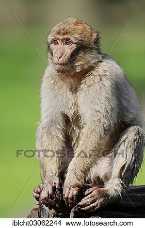 "Barbary macaque or Barbary ape (Macaca sylvanus, Macaca sylvana), occurrence in Morocco, Algeria and Gibraltar, captive, Germany, Europe" View Large Photo Image Picture - "Barbary macaque or Barbary ape (Macaca sylvanus, Macaca sylvana), occurrence in Morocco, Algeria and Gibraltar, captive, Germany, Europe". Fotosearch