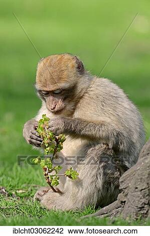 "Barbary macaque or Barbary ape (Macaca sylvanus, Macaca sylvana), juvenile, occurrence in Morocco, Algeria and Gibraltar, captive, Germany, Europe" View Large Photo Image Stock Image - "Barbary macaque or Barbary ape (Macaca sylvanus, Macaca sylvana), juvenile, occurrence in Morocco, Algeria and Gibraltar, captive, Germany, Europe". Fotosearch
