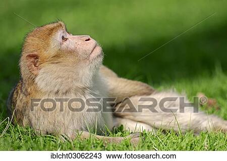 "Barbary macaque or Barbary ape (Macaca sylvanus, Macaca sylvana), lying on meadow, occurrence in Morocco, Algeria and Gibraltar, captive, Germany, Europe" View Large Photo Image Stock Image - "Barbary macaque or Barbary ape (Macaca sylvanus, Macaca sylvana), lying on meadow, occurrence in Morocco, Algeria and Gibraltar, captive, Germany, Europe". Fotosearch