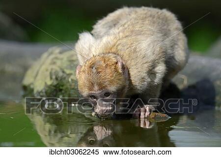 "Barbary macaque or Barbary ape (Macaca sylvanus, Macaca sylvana), juvenile drinking water, occurrence in Morocco, Algeria and Gibraltar, captive, Germany, Europe" View Large Photo Image Stock Photography - "Barbary macaque or Barbary ape (Macaca sylvanus, Macaca sylvana), juvenile drinking water, occurrence in Morocco, Algeria and Gibraltar, captive, Germany, Europe". Fotosearch