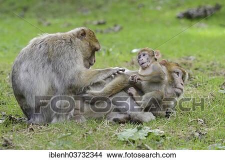 "Barbary Macaques (Macaca sylvanus), in NaturZoo Rheine animal park, Munsterland, Nordrhein-Westfalen, Germany, Europe" View Large Photo Image Picture - "Barbary Macaques (Macaca sylvanus), in NaturZoo Rheine animal park, Munsterland, Nordrhein-Westfalen, Germany, Europe". Fotosearch