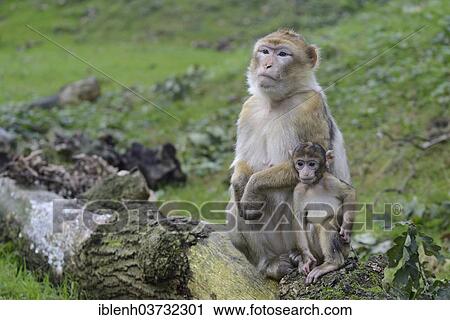 "Barbary Macaques (Macaca sylvanus), in NaturZoo Rheine animal park, Munsterland, Nordrhein-Westfalen, Germany, Europe" View Large Photo Image Stock Image - "Barbary Macaques (Macaca sylvanus), in NaturZoo Rheine animal park, Munsterland, Nordrhein-Westfalen, Germany, Europe". Fotosearch