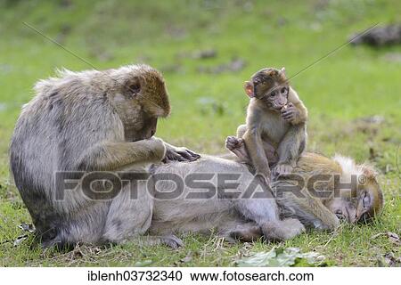 "Barbary Macaques (Macaca sylvanus), in NaturZoo Rheine animal park, Munsterland, Nordrhein-Westfalen, Germany, Europe" View Large Photo Image Stock Image - "Barbary Macaques (Macaca sylvanus), in NaturZoo Rheine animal park, Munsterland, Nordrhein-Westfalen, Germany, Europe". Fotosearch