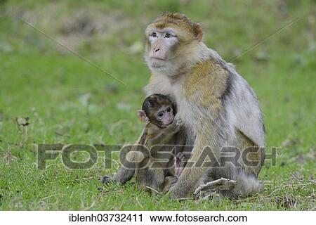 Stock Image - "Barbary Macaques (Macaca sylvanus), in NaturZoo Rheine animal park, Munsterland, Nordrhein-Westfalen, Germany, Europe". Fotosearch
