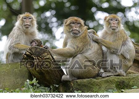 "Barbary Macaques (Macaca sylvanus), in NaturZoo Rheine animal park, Munsterland, Nordrhein-Westfalen, Germany, Europe" View Large Photo Image Stock Image - "Barbary Macaques (Macaca sylvanus), in NaturZoo Rheine animal park, Munsterland, Nordrhein-Westfalen, Germany, Europe". Fotosearch