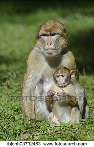 "Barbary Macaques (Macaca sylvanus), in NaturZoo Rheine animal park, Munsterland, Nordrhein-Westfalen, Germany, Europe" View Large Photo Image Stock Image - "Barbary Macaques (Macaca sylvanus), in NaturZoo Rheine animal park, Munsterland, Nordrhein-Westfalen, Germany, Europe". Fotosearch