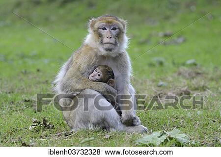 Stock Photo - "Barbary Macaques (Macaca sylvanus), in NaturZoo Rheine animal park, Munsterland, Nordrhein-Westfalen, Germany, Europe". Fotosearch