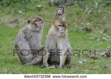 "Barbary Macaques (Macaca sylvanus), in NaturZoo Rheine animal park, Munsterland, Nordrhein-Westfalen, Germany, Europe" View Large Photo Image Stock Photo - "Barbary Macaques (Macaca sylvanus), in NaturZoo Rheine animal park, Munsterland, Nordrhein-Westfalen, Germany, Europe". Fotosearch