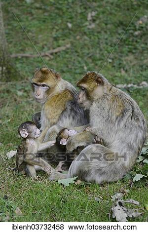 "Barbary Macaques (Macaca sylvanus), in NaturZoo Rheine animal park, Munsterland, Nordrhein-Westfalen, Germany, Europe" View Large Photo Image Stock Photo - "Barbary Macaques (Macaca sylvanus), in NaturZoo Rheine animal park, Munsterland, Nordrhein-Westfalen, Germany, Europe". Fotosearch