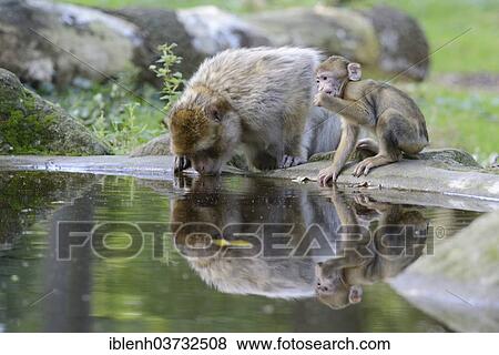 "Barbary Macaques (Macaca sylvanus), in NaturZoo Rheine animal park, Munsterland, Nordrhein-Westfalen, Germany, Europe" View Large Photo Image Stock Photo - "Barbary Macaques (Macaca sylvanus), in NaturZoo Rheine animal park, Munsterland, Nordrhein-Westfalen, Germany, Europe". Fotosearch