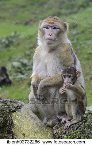 Stock Photograph - "Barbary Macaques (Macaca sylvanus), in NaturZoo Rheine animal park, Munsterland, Nordrhein-Westfalen, Germany, Europe". Fotosearch