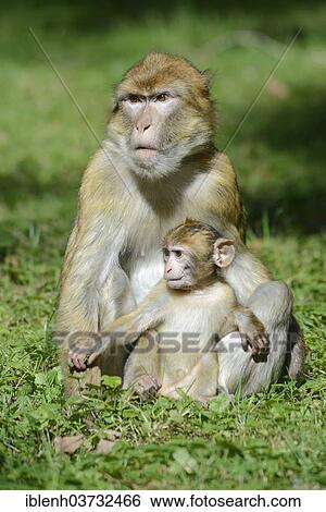 "Barbary Macaques (Macaca sylvanus), in NaturZoo Rheine animal park, Munsterland, Nordrhein-Westfalen, Germany, Europe" View Large Photo Image Stock Photograph - "Barbary Macaques (Macaca sylvanus), in NaturZoo Rheine animal park, Munsterland, Nordrhein-Westfalen, Germany, Europe". Fotosearch