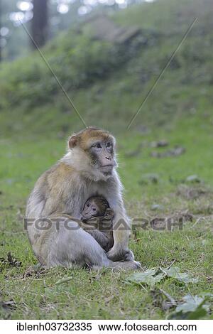 "Barbary Macaques (Macaca sylvanus), in NaturZoo Rheine animal park, Munsterland, Nordrhein-Westfalen, Germany, Europe" View Large Photo Image Stock Photography - "Barbary Macaques (Macaca sylvanus), in NaturZoo Rheine animal park, Munsterland, Nordrhein-Westfalen, Germany, Europe". Fotosearch
