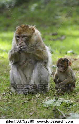 "Barbary Macaques (Macaca sylvanus), NaturZoo in Rheine, Munsterland, Nordrhein-Westfalen, Germany, Europe" View Large Photo Image Stock Image - "Barbary Macaques (Macaca sylvanus), NaturZoo in Rheine, Munsterland, Nordrhein-Westfalen, Germany, Europe". Fotosearch