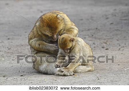 "Barbary Macaques (Macaca sylvanus), during mutual delousing, North Africa" View Large Photo Image Stock Image - "Barbary Macaques (Macaca sylvanus), during mutual delousing, North Africa". Fotosearch