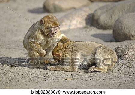 "Barbary Macaques (Macaca sylvanus), during mutual delousing, North Africa" View Large Photo Image Stock Photo - "Barbary Macaques (Macaca sylvanus), during mutual delousing, North Africa". Fotosearch