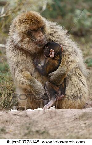 "Barbary Macaques (Macaca sylvanus), adult with young, at the Zoo, Thuringia, Germany, Europe" View Large Photo Image Stock Photography - "Barbary Macaques (Macaca sylvanus), adult with young, at the Zoo, Thuringia, Germany, Europe". Fotosearch