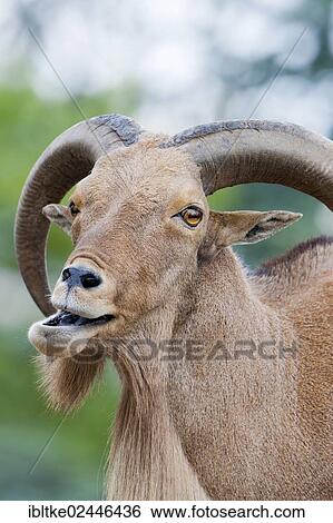 "Barbary Sheep (Ammotragus lervia), Stuttgart, Baden-Wuerttemberg, Germany, Europe" View Large Photo Image Stock Photograph - "Barbary Sheep (Ammotragus lervia), Stuttgart, Baden-Wuerttemberg, Germany, Europe". Fotosearch
