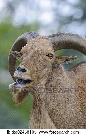 Stock Photography - "Barbary Sheep (Ammotragus lervia), native to northern Africa, Baden-Wuerttemberg, Germany, Europe". Fotosearch