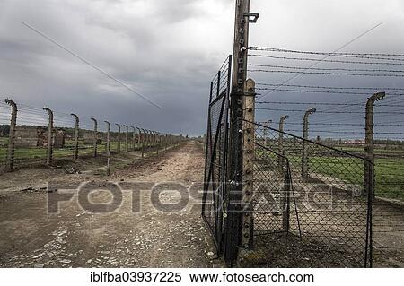 "Barbed wire fences, Auschwitz II-Birkenau extermination camp, Oswiecim, Poland, Europe" View Large Photo Image Stock Photography - "Barbed wire fences, Auschwitz II-Birkenau extermination camp, Oswiecim, Poland, Europe". Fotosearch
