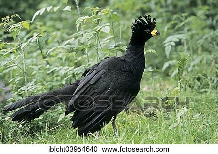 "Bare-faced Curassow (Crax fasciolata), male, native to South America, captive, Germany, Europe" View Large Photo Image Stock Image - "Bare-faced Curassow (Crax fasciolata), male, native to South America, captive, Germany, Europe". Fotosearch