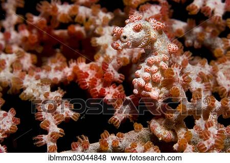 "Bargibant's seahorse (Hippocampus bargibanti), camouflaged on gorgonians, Bali, Indonesia, Asia" View Large Photo Image Stock Photo - "Bargibant's seahorse (Hippocampus bargibanti), camouflaged on gorgonians, Bali, Indonesia, Asia". Fotosearch