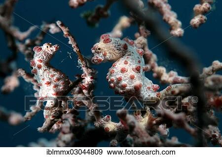 Stock Photo - "Bargibant's seahorses (Hippocampus bargibanti), camouflaged on gorgonians, Bali, India, Asia". Fotosearch