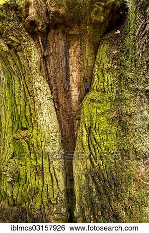 "Bark detail, Urwald Sababurg, Reinhardswald, Hofgeismar, Hesse, Germany, Europe" View Large Photo Image Stock Photograph - "Bark detail, Urwald Sababurg, Reinhardswald, Hofgeismar, Hesse, Germany, Europe". Fotosearch