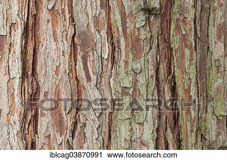 Stock Image - "Bark of a California incense cedar (Calocedrus decurrens), Palm Garden, Frankfurt am Main, Hesse, Germany, Europe". Fotosearch