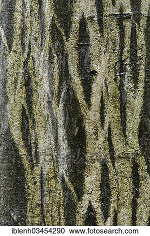 "Bark of a European Hornbeam (Carpinus betulus), Stovern Forest, Salzbergen, Emsland, Lower Saxony, Germany, Europe" View Large Photo Image Stock Image - "Bark of a European Hornbeam (Carpinus betulus), Stovern Forest, Salzbergen, Emsland, Lower Saxony, Germany, Europe". Fotosearch